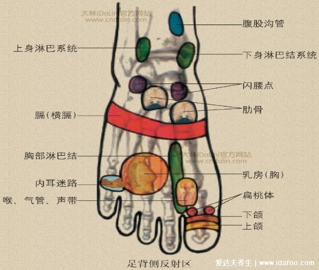 足底反射區(qū)圖片，腳底對(duì)應(yīng)的器官圖穴位圖(附腳底疼痛部位圖解)