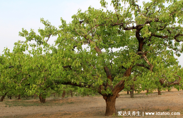 墳地栽什么樹人財(cái)兩旺，種松樹/柳樹/柏樹家中人才輩出