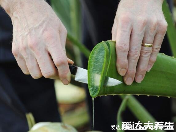 蘆薈怎么吃才好吃，泡茶好喝方便簡(jiǎn)單(蘆薈檸檬茶/紅茶做法視頻)