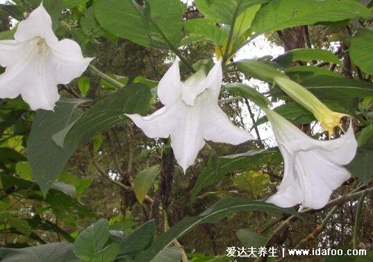 曼陀羅花有毒嗎，全身有毒就連香味都有毒 (誤食嚴(yán)重可死亡)