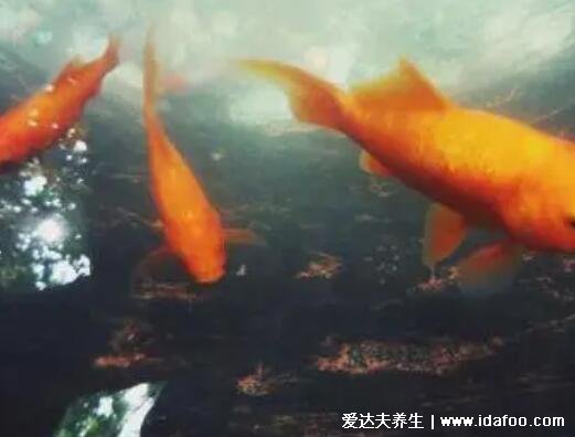 夢見魚5種征兆要發(fā)財，夢見小魚產子是吉兆(有意想不到收入)