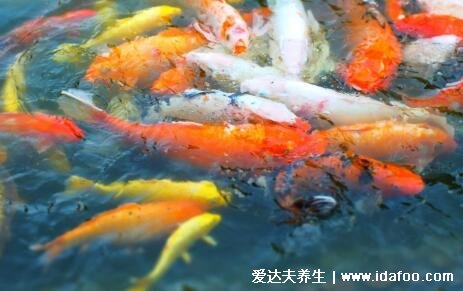 夢見魚5種征兆要發(fā)財，夢見小魚產子是吉兆(有意想不到收入)