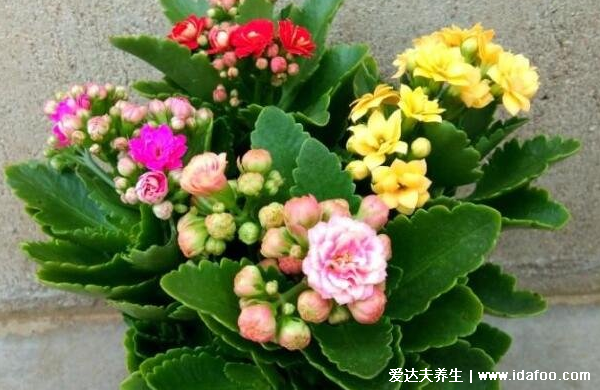 綠蘿有毒嗎能在室內(nèi)養(yǎng)嗎，汁液有毒但毒性不強(qiáng)附處理法(圖片)