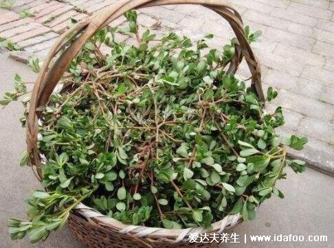 真實馬齒莧圖片大全，可為中藥也是可拌著吃的野菜（孕婦慎食用）