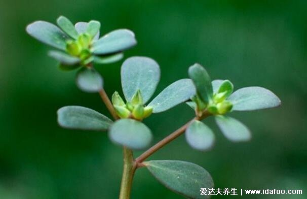 馬齒莧怎么吃，除了炒著吃試試火腿馬齒莧餅（附視頻做法）