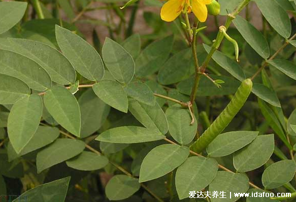 中藥植物決明子圖片，決明子的功效與作用及食用方法(禁忌)