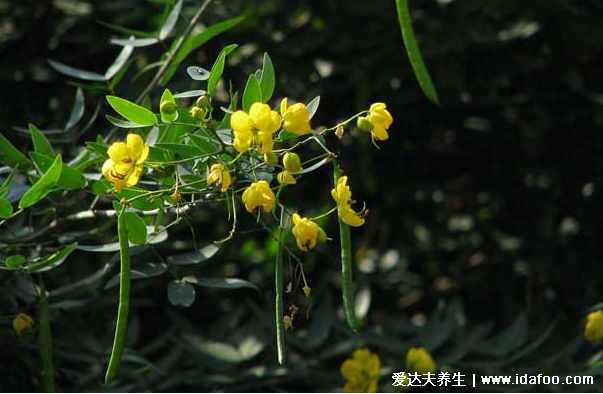 中藥植物決明子圖片，決明子的功效與作用及食用方法(禁忌)