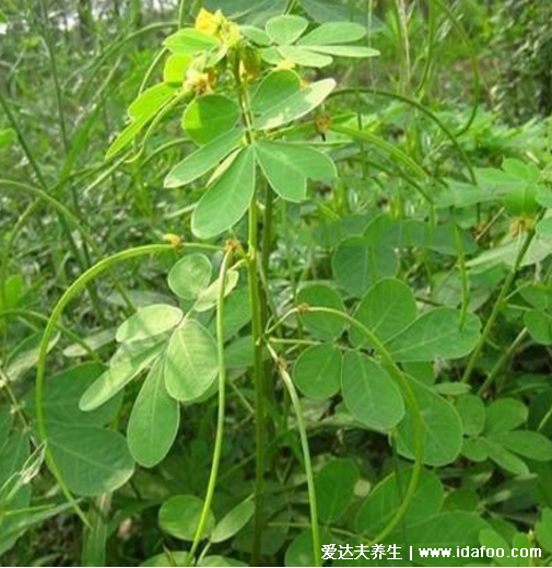 中藥植物決明子圖片，決明子的功效與作用及食用方法(禁忌)