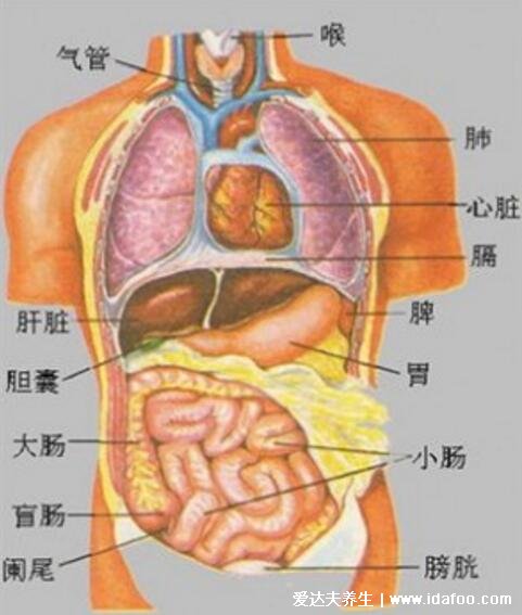 人體器官分五臟六腑器官分布圖，清晰大圖看各個(gè)內(nèi)臟的位置分布