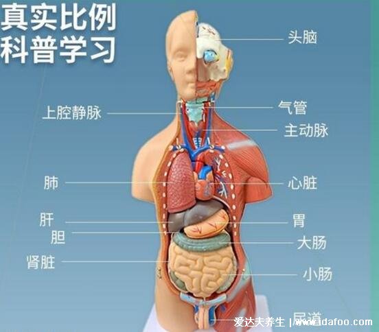 人體器官分五臟六腑器官分布圖，清晰大圖看各個(gè)內(nèi)臟的位置分布