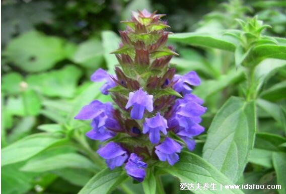 夏枯草圖片大全，夏枯草可以幫助清火(可用于藥用也可食療)