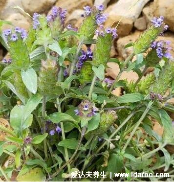 夏枯草圖片大全，夏枯草可以幫助清火(可用于藥用也可食療)