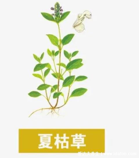 夏枯草圖片大全，夏枯草可以幫助清火(可用于藥用也可食療)