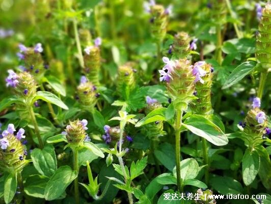 夏枯草圖片大全，夏枯草可以幫助清火(可用于藥用也可食療)