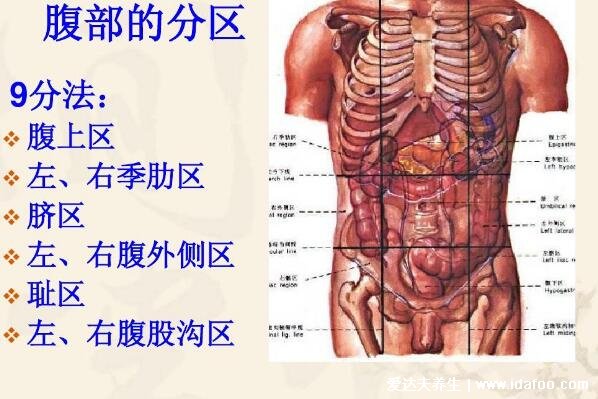 腹部九分法及分區(qū)名稱，腹部疼痛對應(yīng)的圖片器官圖