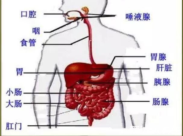 胰腺炎是哪個部位疼位置圖片，上腹部向肩背放射疼容易誤診