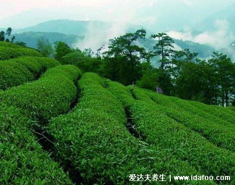 肉桂茶屬于什么茶，武夷巖茶的一種/屬于烏龍茶