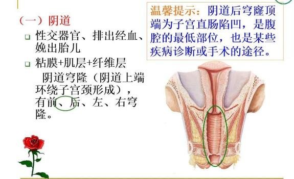 女性生理結(jié)構(gòu)圖片有哪些，真實(shí)女人陰道圖片(含卡通科普表)