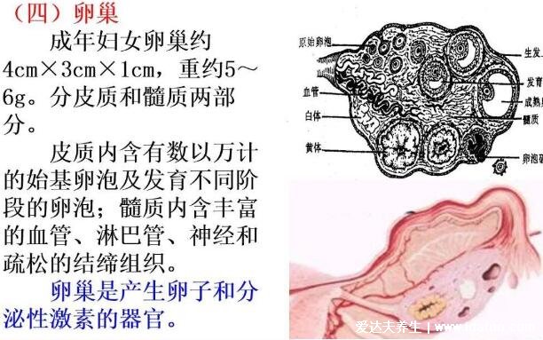 女性生理結(jié)構(gòu)圖片有哪些，真實(shí)女人陰道圖片(含卡通科普表)