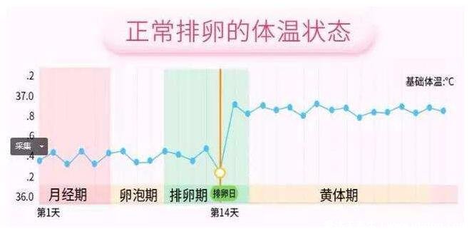 排卵期的八個征兆，注意留意白帶以及體溫變化(附排卵試紙圖解)