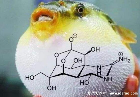 河豚毒素在哪個(gè)部位，卵巢和肝臟器官最毒0.5毫克致命(中毒的癥狀)