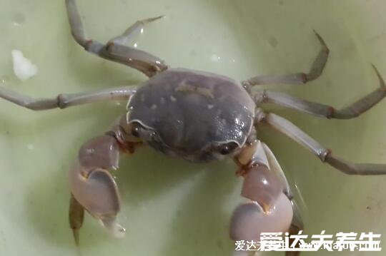 螃蟹吃什么食物，喂食米飯/面包屑/玉米或南瓜都可以(雜食性動物)