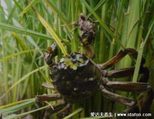 螃蟹吃什么食物，喂食米飯/面包屑/玉米或南瓜都可以(雜食性動物)