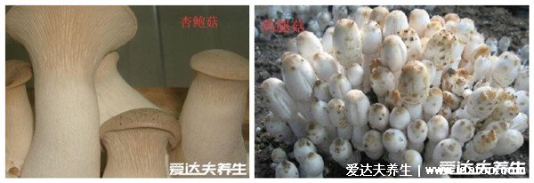 雞腿菇和杏鮑菇的區(qū)別，顏色外形都不同(菌中新秀雞腿菇菌蓋白色)