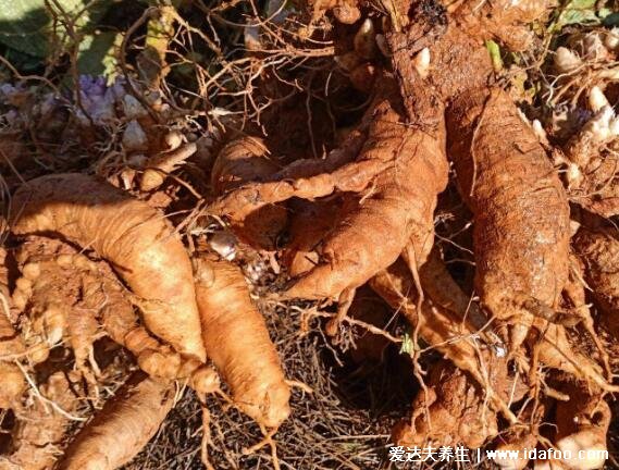 玄參圖片大全高清圖片，為常用中藥且本草綱目就有記載(可清熱解毒)