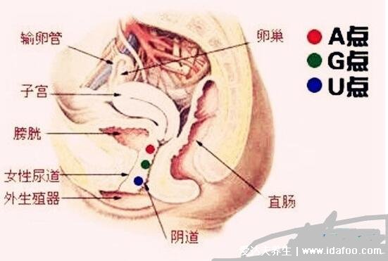 女人哪個地方一摸就想要，G點A點U點三個地方不要碰