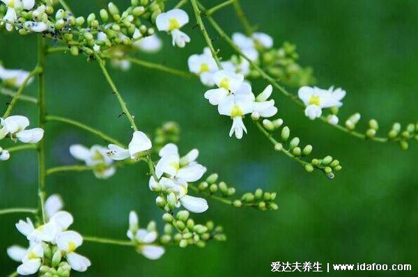 槐花對(duì)女性有哪些好處，3種吃法有不同的功效與作用(附禁忌)