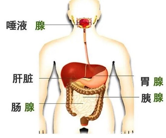 胰腺在人體的哪個部位圖解，左上腹部肝臟左側(cè)(附胰腺疼痛位置圖片)