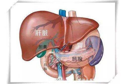 胰腺在人體的哪個部位圖解，左上腹部肝臟左側(cè)(附胰腺疼痛位置圖片)