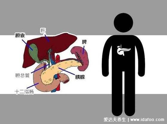 胰腺在人體的哪個部位圖解，左上腹部肝臟左側(cè)(附胰腺疼痛位置圖片)