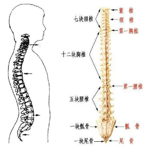 胰腺在人體的哪個部位圖解，左上腹部肝臟左側(cè)(附胰腺疼痛位置圖片)