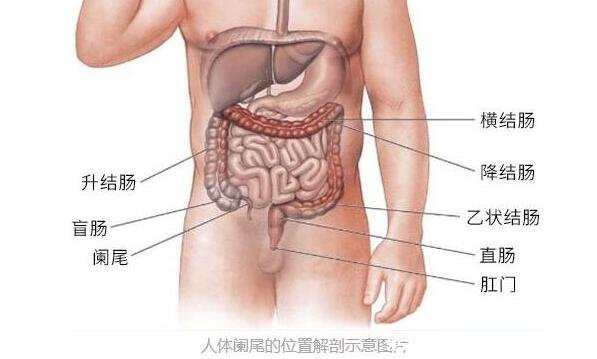 闌尾在左邊還是右邊哪個位置，右下腹看闌尾炎的疼痛位置圖片