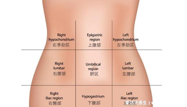 人體腹部結(jié)構(gòu)圖位置，腹部九分法中不同器官分布圖