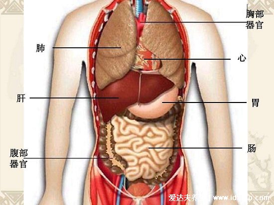 人體腹部結(jié)構(gòu)圖位置，腹部九分法中不同器官分布圖