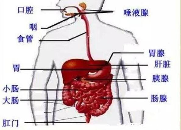 人體腹部結(jié)構(gòu)圖位置，腹部九分法中不同器官分布圖