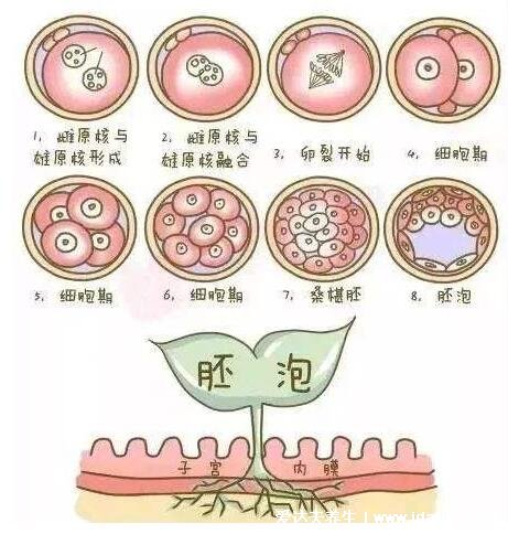 精子和卵子結(jié)合需要多長時(shí)間懷孕，6到7天著床(8大特征暗示著床成功)