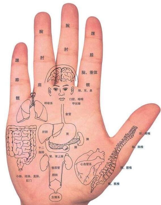 手部反射區(qū)圖解與疾病高清圖大全，手部6大經(jīng)絡(luò)清晰圖片