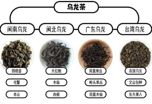 鐵觀音屬于什么茶是紅茶還是綠茶，烏龍茶/紅茶和綠茶之間的半發(fā)酵茶