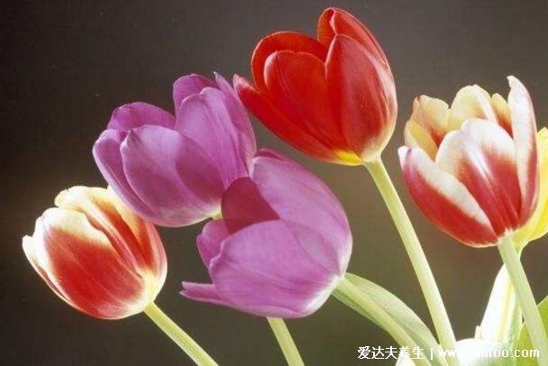 郁金香花語和寓意，象征愛和永遠(yuǎn)的祝福(顏色不同花語不同)