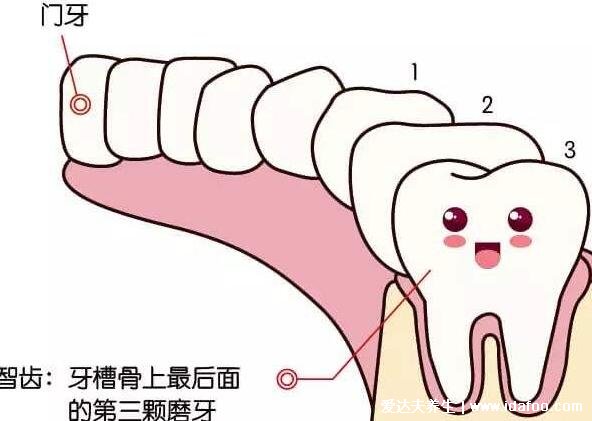 智齒一定要拔嗎智齒有必要拔嗎，看清不需要拔的智齒圖片