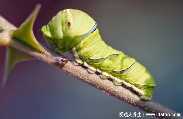 紡織娘是什么昆蟲(chóng)圖片，俗稱(chēng)草蜢蟲(chóng)是農(nóng)業(yè)害蟲(chóng)(叫聲很有特色)