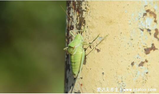 紡織娘是什么昆蟲(chóng)圖片，俗稱(chēng)草蜢蟲(chóng)是農(nóng)業(yè)害蟲(chóng)(叫聲很有特色)