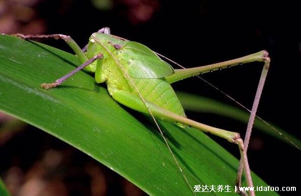 紡織娘是什么昆蟲(chóng)圖片，俗稱(chēng)草蜢蟲(chóng)是農(nóng)業(yè)害蟲(chóng)(叫聲很有特色)