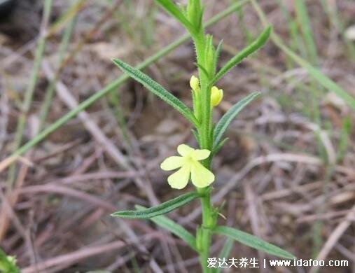 獨(dú)腳金不適合哪些人喝，獨(dú)腳金圖片與功效禁忌(3類人不宜喝)