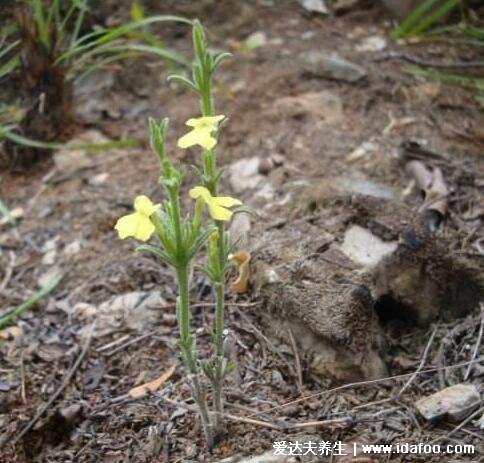 獨(dú)腳金不適合哪些人喝，獨(dú)腳金圖片與功效禁忌(3類人不宜喝)