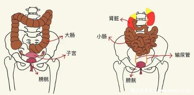 膀胱在哪個(gè)位置圖片，肚臍下方恥骨聯(lián)合的上方能摸到